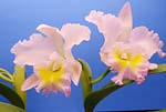 Cattleya 01 - s